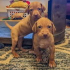 VIZSLA TATA K Adopci