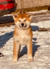 Japonsk Akita Inu tata