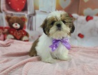 tata shih tzu