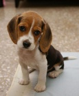 BEAGLE PRO PIJET