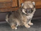 pomeranian tata