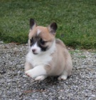 gorgi, pembroke welsh tata