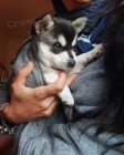 Prodm tata ALASKAN KLEE KAI