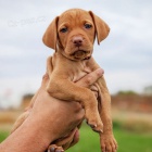 VIZSLA TATA K Adopci