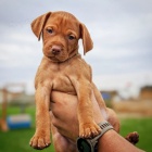 VIZSLA TATA K Adopci