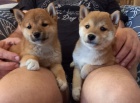 Nabzm tata shiba inu