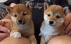 Nabzm tata shiba inu