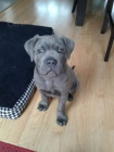 Prodm tata italskho Cane Corso