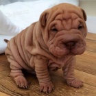 Prodm zdrav tata shar-pei.