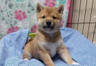 Prodm rozkon miminka tata shiba inu