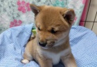 Prodm rozkon miminka tata shiba inu