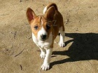 Zdrav tata Basenji k adopci