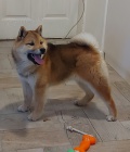 Shiba Inu tata na prodej