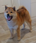 Shiba Inu tata na prodej