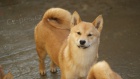 Shiba Inu tata