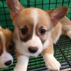 Prodm tata Pembroke Welsh Corgi.