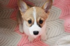 Prodm tata Pembroke Welsh Corgi.