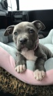 Prodm tata pitbull terira