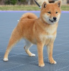 Shiba Inu tata