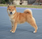 Shiba Inu tata