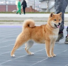 Shiba Inu tata