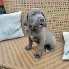 Prodm tata Cane Corso