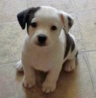 Prodm tata jack russell terira.