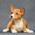 Prodm tata Basenji