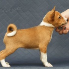 Prodm tata Basenji