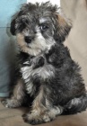 Prodm tata Mini Schnoodle.