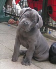 Prodm zdrav okovan tata italskho Cane Corso