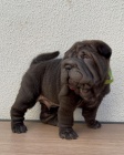 Prodm zdrav tata okovan shar-pei.