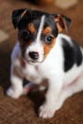 Prodm tata jack russell terira.