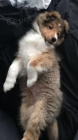 Sheltie