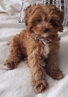 Cavapoo