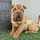 shar-pei tata