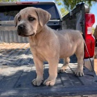 Prodm zdrav okovan tata italskho Cane Corso