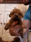 Norfolk Terrier