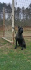 Cane Corso ensk