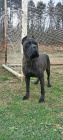 Cane Corso ensk