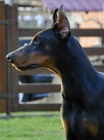 DOBERMAN tata na prodej