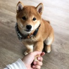 Prodm rozkon miminka tata shiba inu