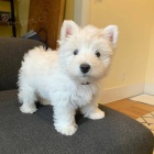 Prodm mini mini tata West Highland White Terriers