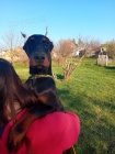 DOBERMAN tata na prodej