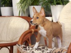 Prodm tata Basenji. kontaktovat pes (fannyscreens@gmail.com)