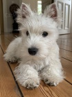 Prodm mini mini tata West Highland White Terriers