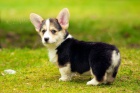 teniatka welsh corgi pembroke pripraven do novch domovov. (Len serizne otzky)