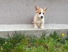 Pembroke Welsh Corgi tata