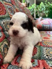 Lagotto romagnolo tata