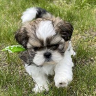 SHIH TZU